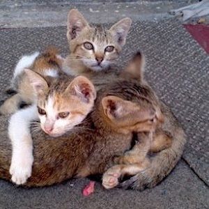 Meet your Posher, Cat